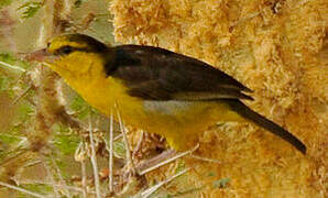 Black-necked Weaver