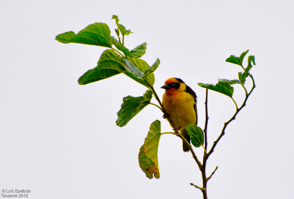 Baglafecht Weaver