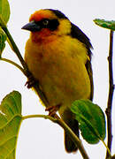 Baglafecht Weaver