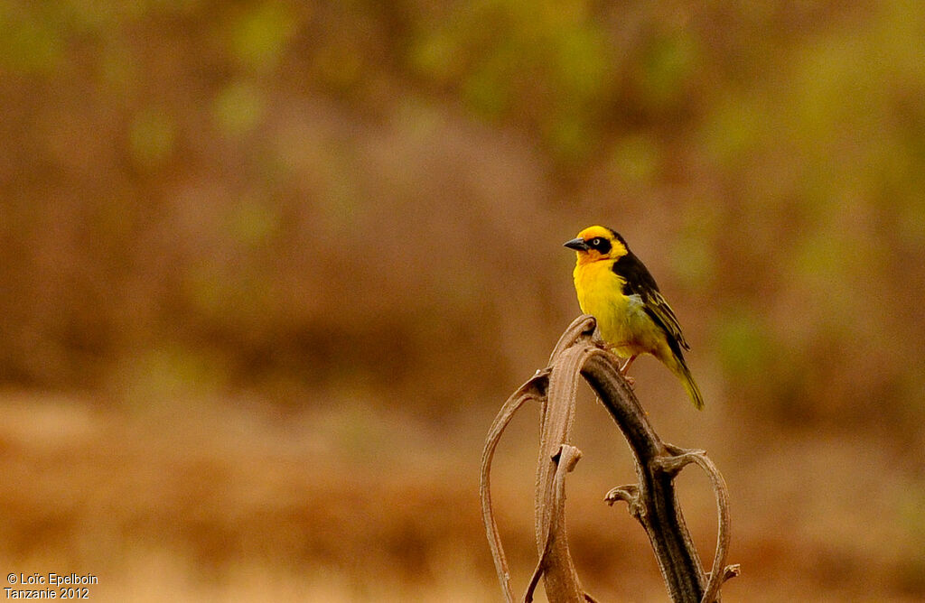 Baglafecht Weaver