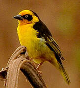 Baglafecht Weaver