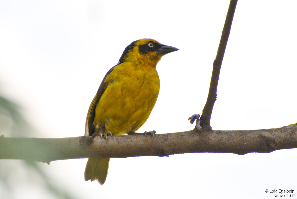 Baglafecht Weaver