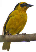 Baglafecht Weaver