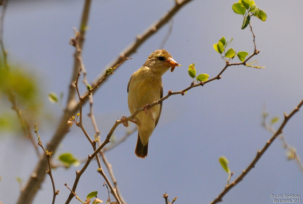 Baya Weaver