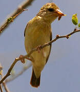 Baya Weaver