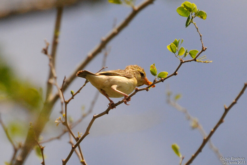 Tisserin baya