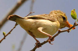 Baya Weaver