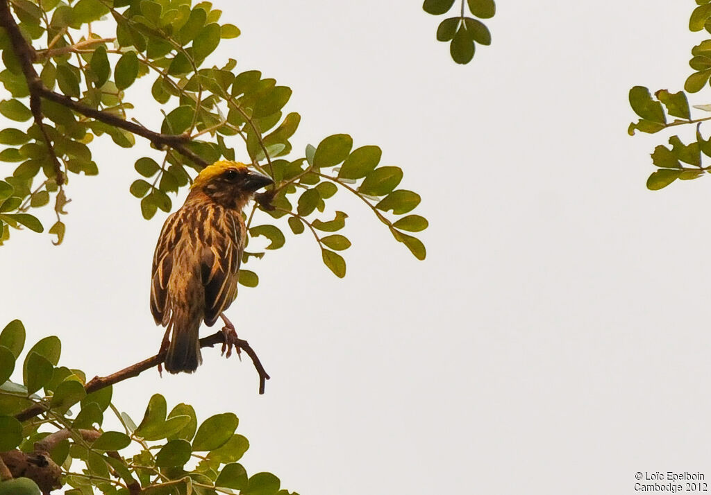 Baya Weaver