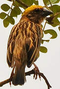 Baya Weaver