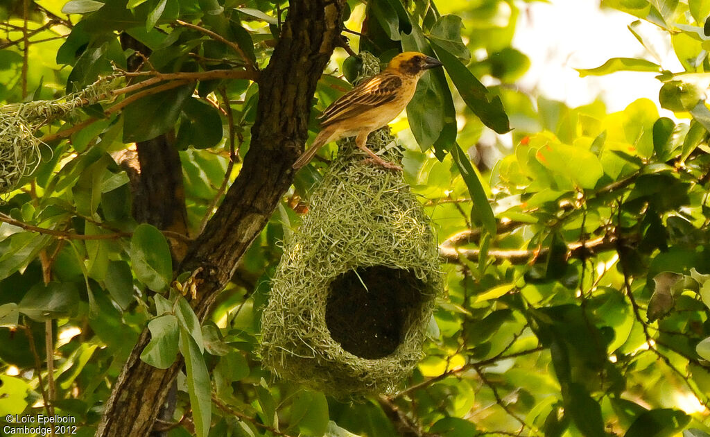 Baya Weaver