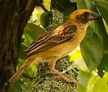 Baya Weaver