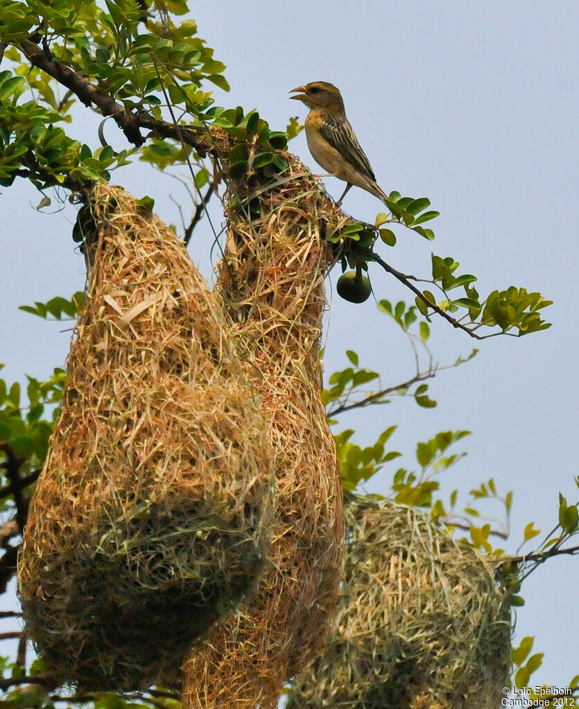 Baya Weaver