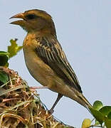 Baya Weaver