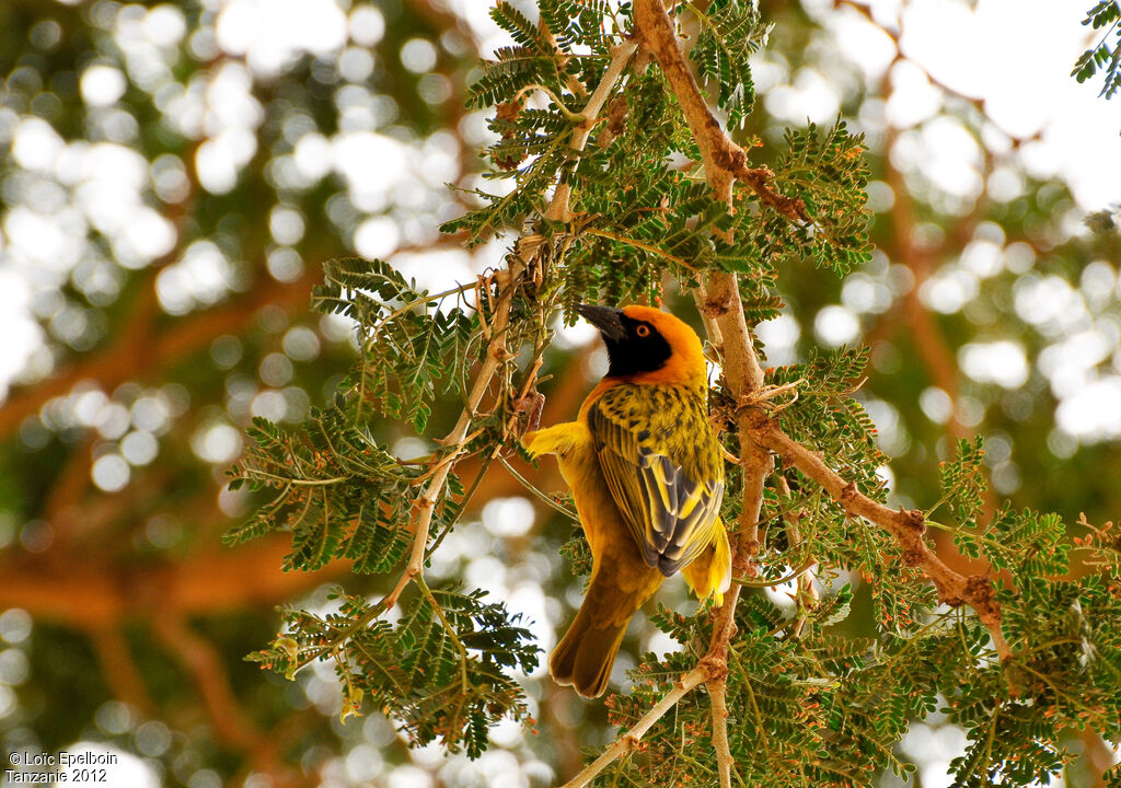 Speke's Weaver