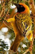 Speke's Weaver