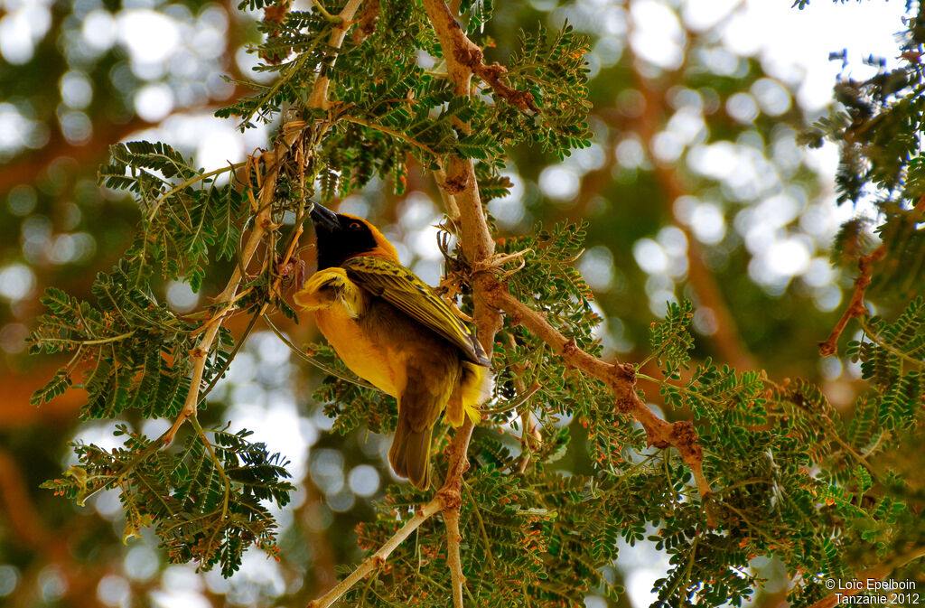 Speke's Weaver