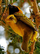 Speke's Weaver