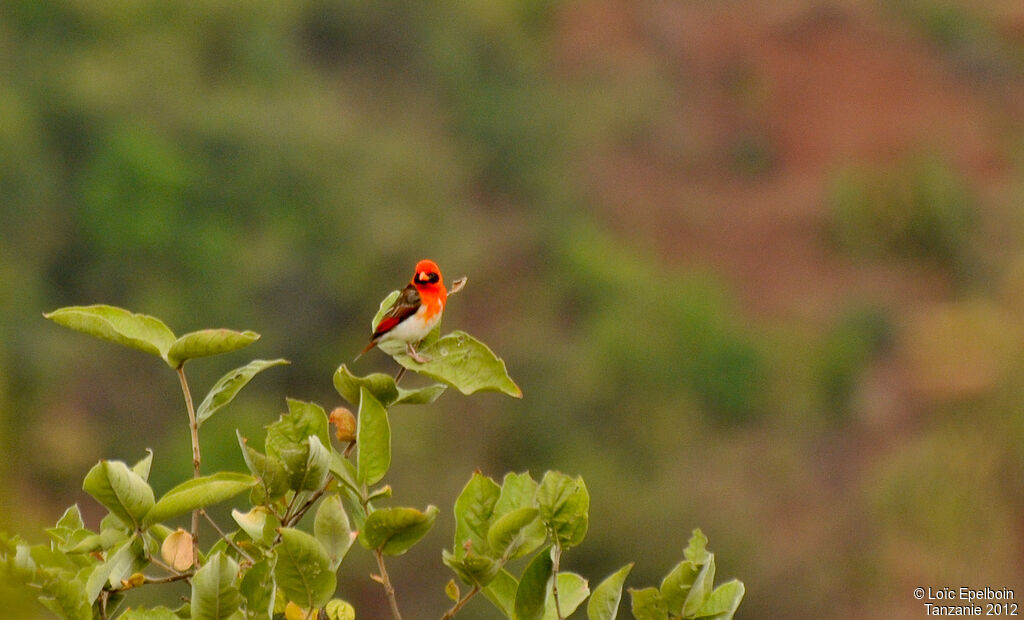 Red-headed Weaver