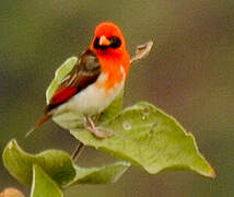 Red-headed Weaver