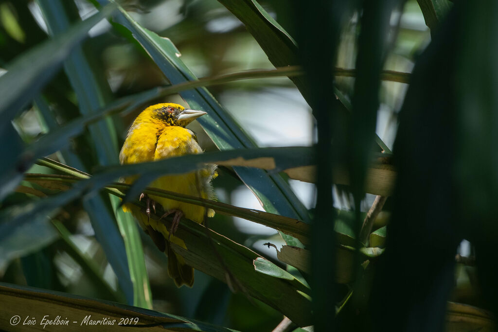 Village Weaver