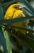 Village Weaver