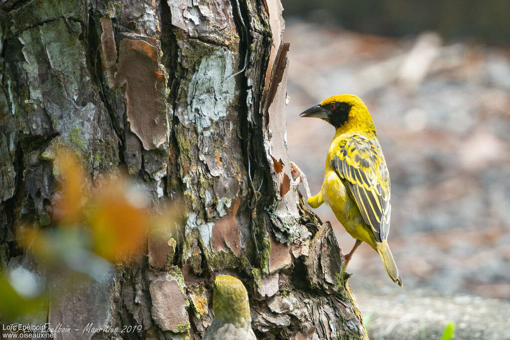 Village Weaver male adult, identification