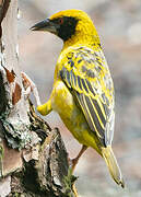 Village Weaver