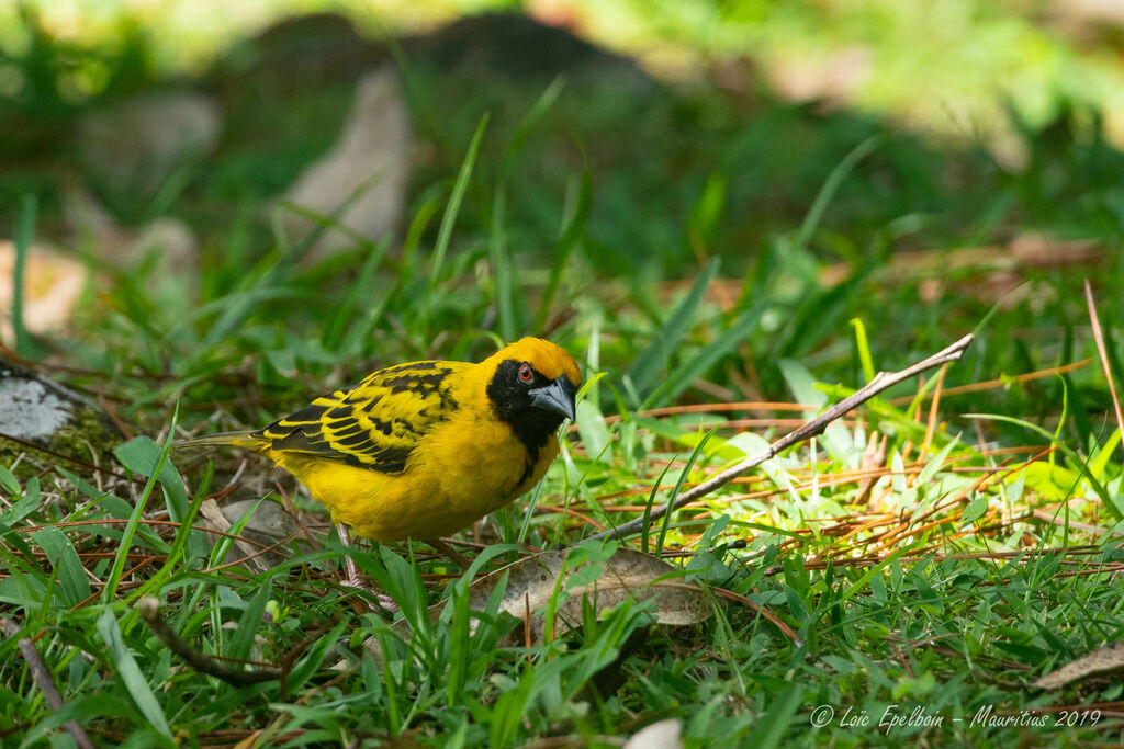 Village Weaver