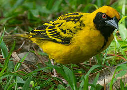 Village Weaver