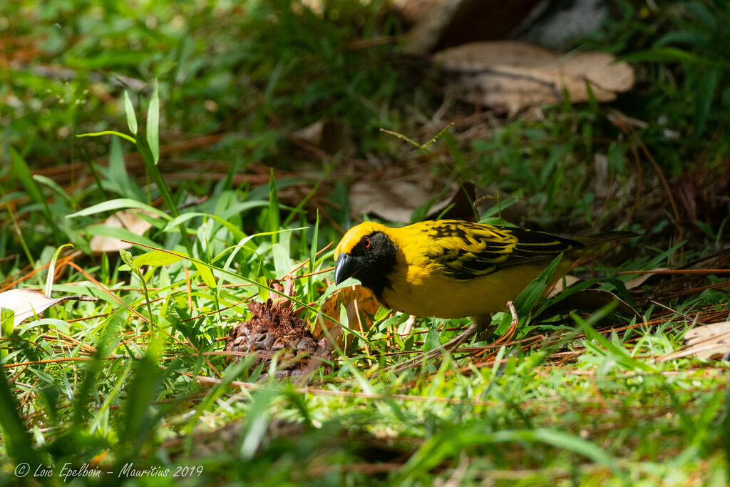 Village Weaver