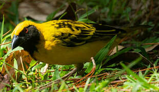 Village Weaver