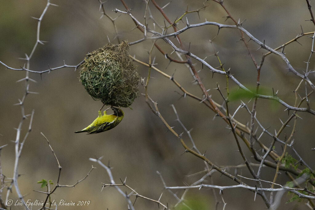 Village Weaver