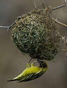 Village Weaver