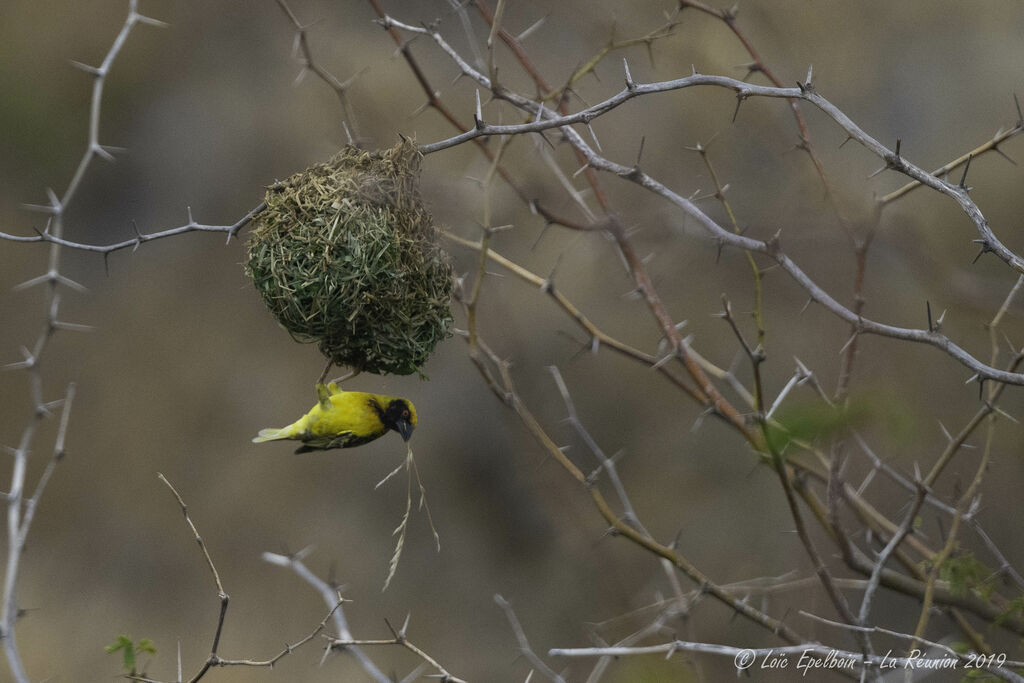 Village Weaver