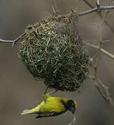 Village Weaver