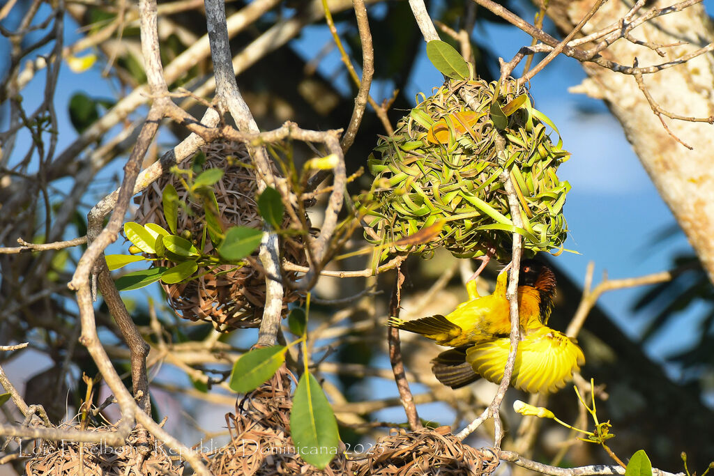 Village Weaver