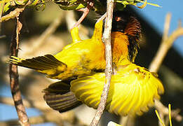 Village Weaver