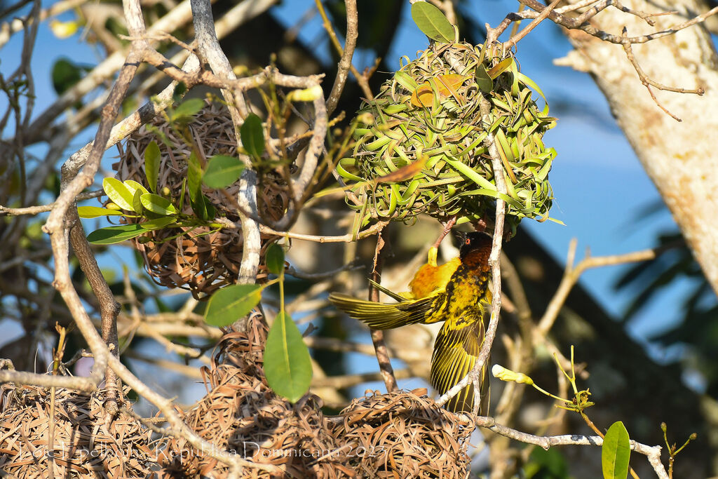 Village Weaver