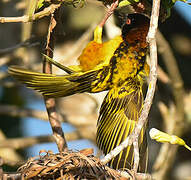 Village Weaver