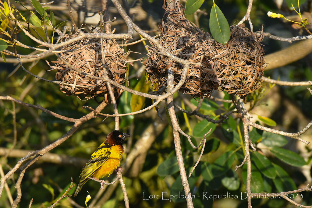 Village Weaver