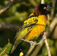 Village Weaver