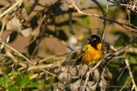 Village Weaver