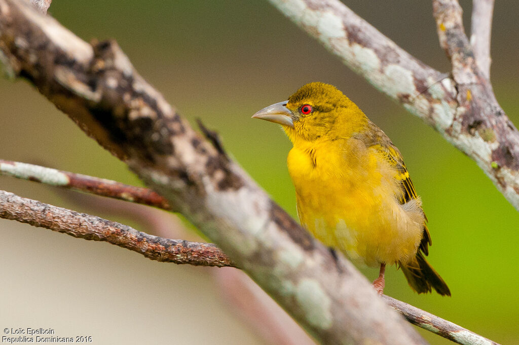 Village Weaver