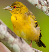 Village Weaver