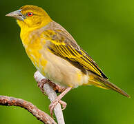 Village Weaver