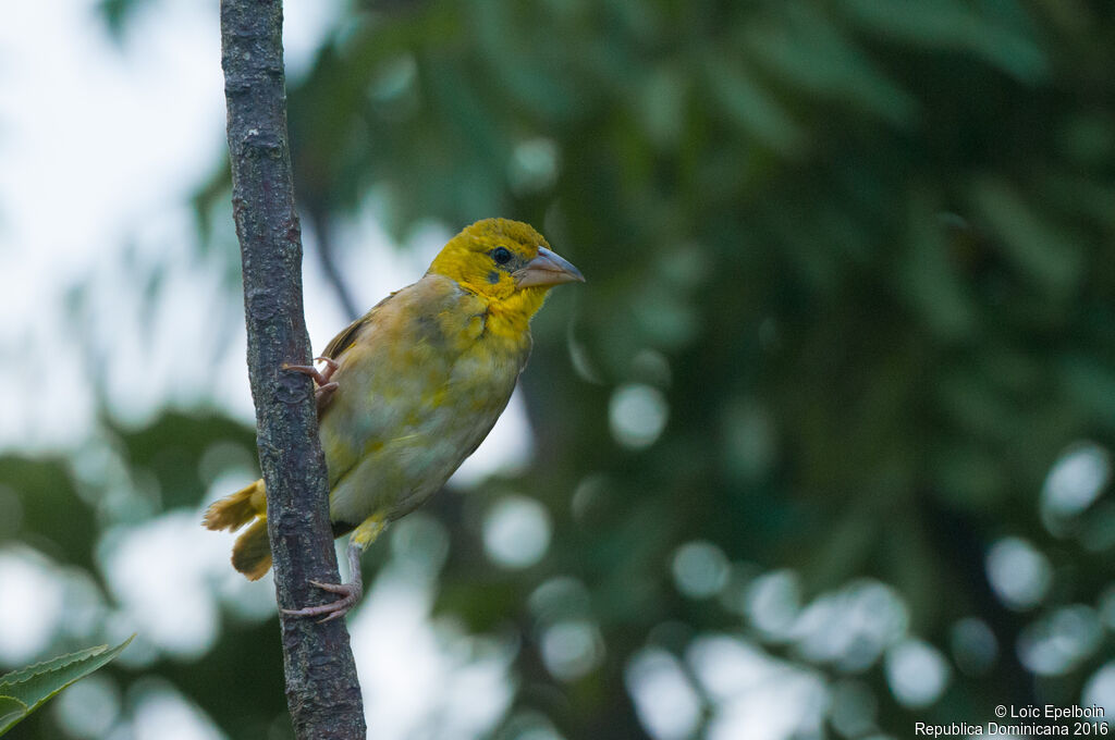 Village Weaver