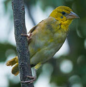 Village Weaver