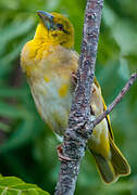 Village Weaver