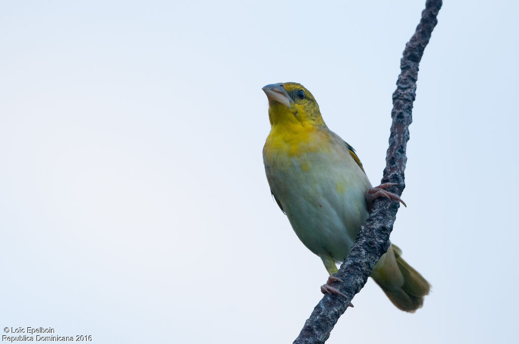 Village Weaver