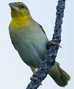 Village Weaver